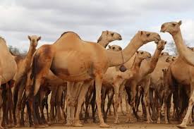 Camel export
