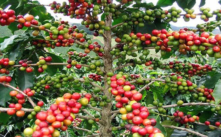 Agricultural products export