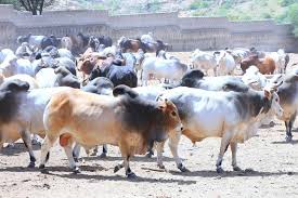 Cow export