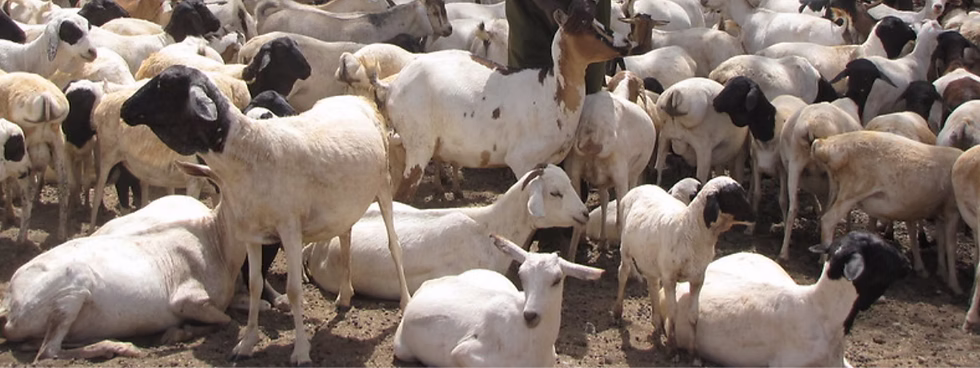 Sheep and goat export